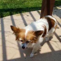 Animal Clinic of the Oaks ico