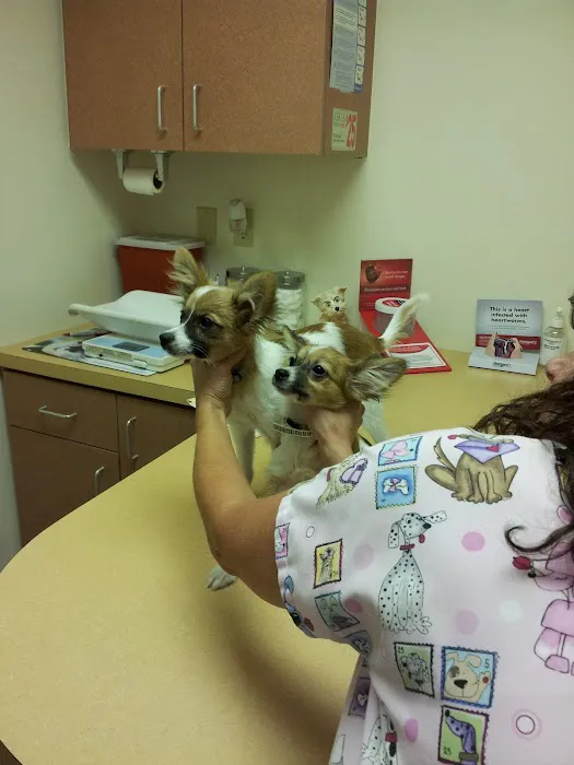 Animal Clinic of the Oaks Picture 4
