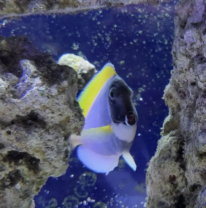 LightHouse Aquatics Picture 2