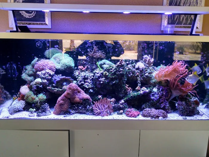 LightHouse Aquatics Picture 4