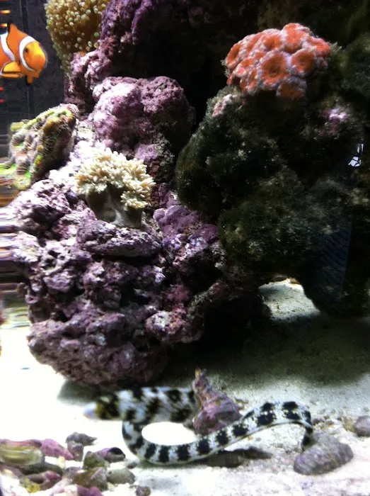 LightHouse Aquatics Picture 1