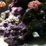 LightHouse Aquatics