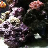 LightHouse Aquatics ico