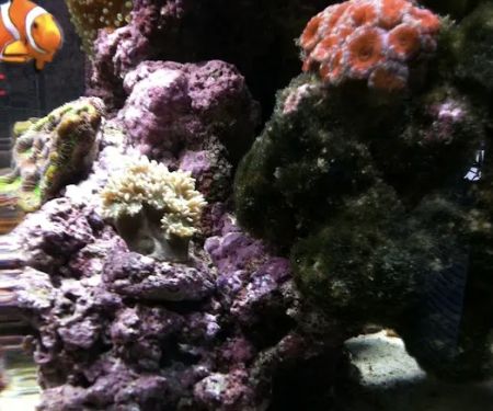 LightHouse Aquatics
