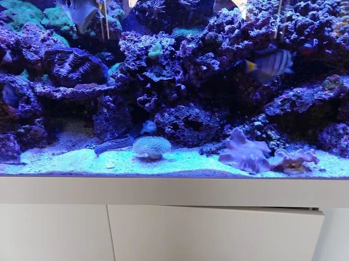 LightHouse Aquatics Picture 5