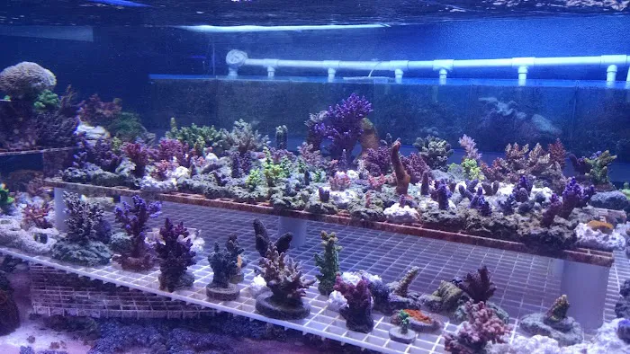 LightHouse Aquatics Picture 6