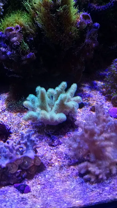 LightHouse Aquatics Picture 8
