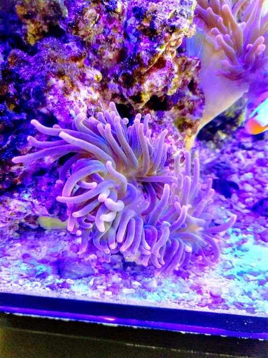 LightHouse Aquatics Picture 9