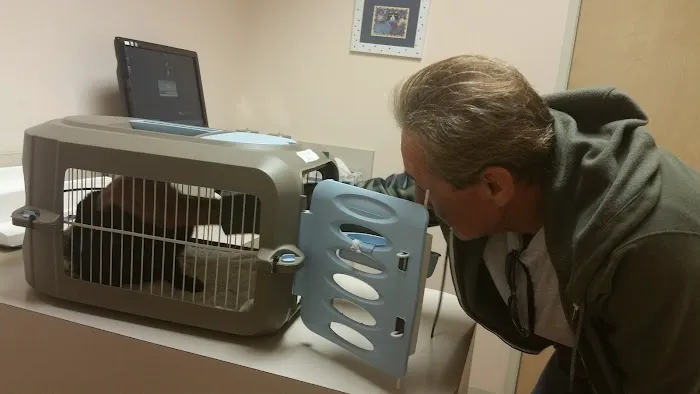 The Cat Doctor Picture 1