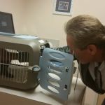 The Cat Doctor