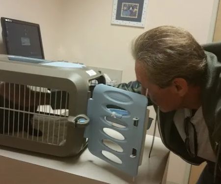 The Cat Doctor