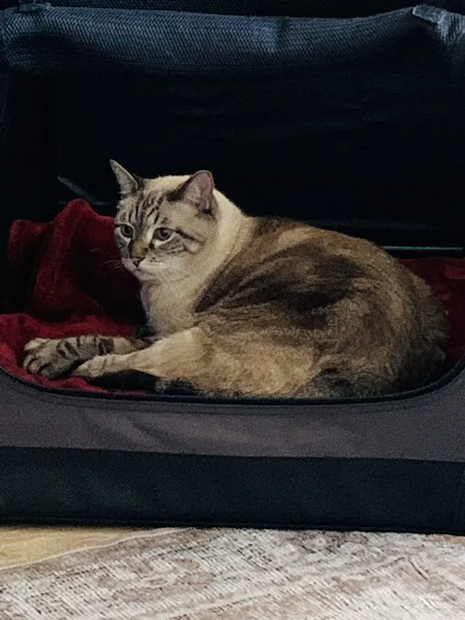 The Cat Doctor Picture 7