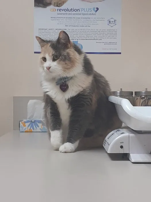 The Cat Doctor Picture 6