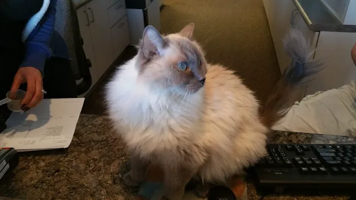 The Cat Doctor Picture 5