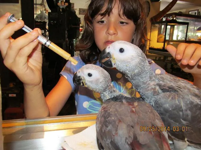 Toucan Jungle Picture 1