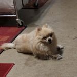Paw Works Veterinary Hospital