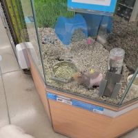 Petco ico