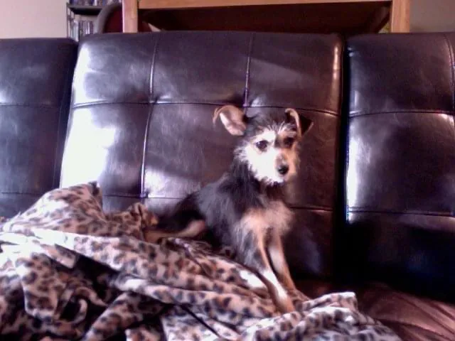 Petco Picture 10