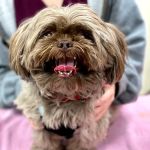 Animal Hospital of Thousand Oaks