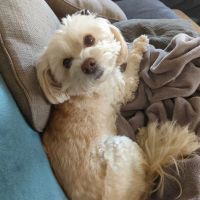 Veterinary Specialty and Emergency Center of Thousand Oaks ico