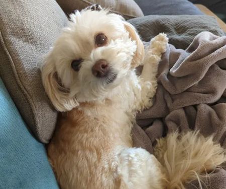 Veterinary Specialty and Emergency Center of Thousand Oaks