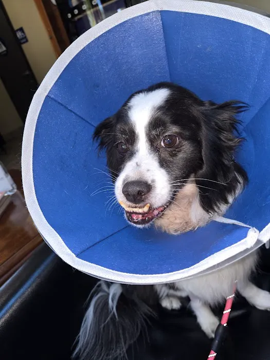 Veterinary Specialty and Emergency Center of Thousand Oaks Picture 9