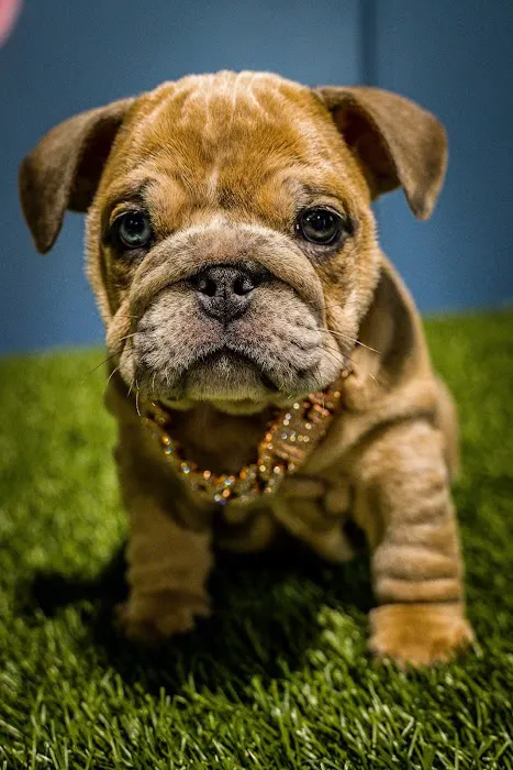 Top Dog Pet Store & Grooming Oceanside Picture 6