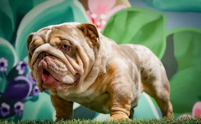 Top Dog Pet Store & Grooming Oceanside Picture 10