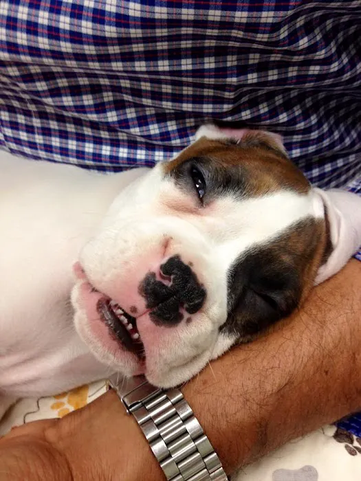 Newbury Park Veterinary Clinic: Canan Richard T DVM Picture 2