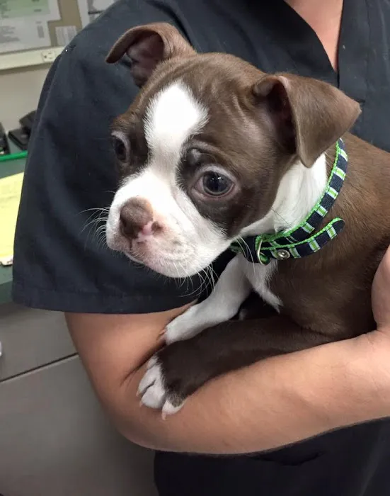 Newbury Park Veterinary Clinic: Canan Richard T DVM Picture 5