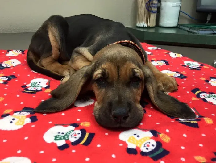 Newbury Park Veterinary Clinic: Canan Richard T DVM Picture 10
