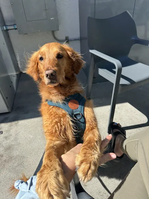 California Dog Kitchen Picture 2