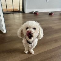 California Dog Kitchen ico