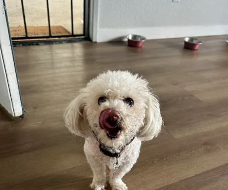 California Dog Kitchen