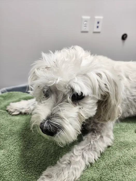 Skyline Animal Hospital Picture 1