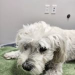 Skyline Animal Hospital