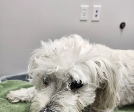 Skyline Animal Hospital