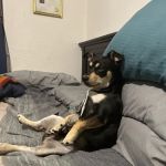 Petco