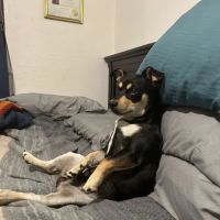 Petco ico