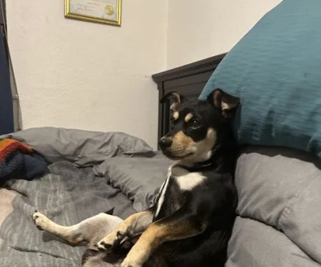 Petco
