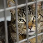 Anza Animal Clinic