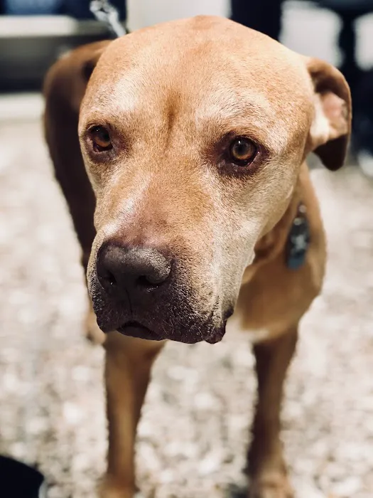 Anza Animal Clinic Picture 8
