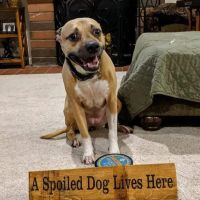Conejo Valley Veterinary Hospital ico