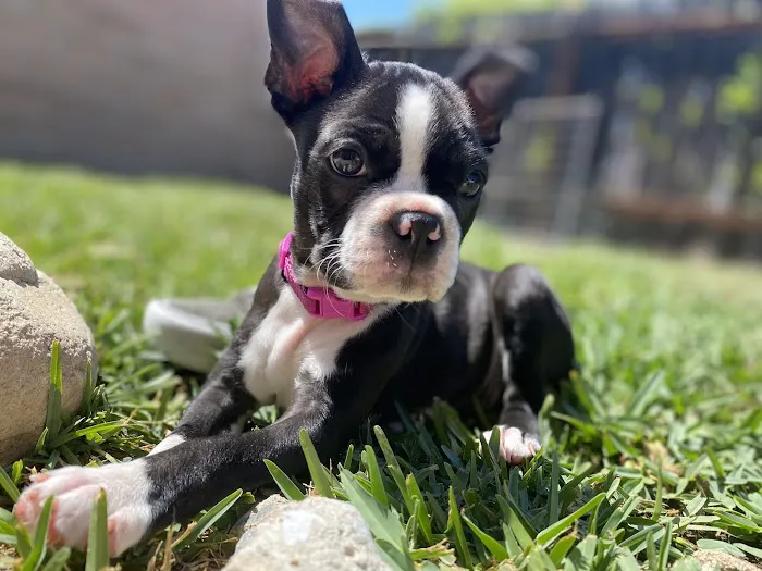 Conejo Valley Veterinary Hospital Picture 3