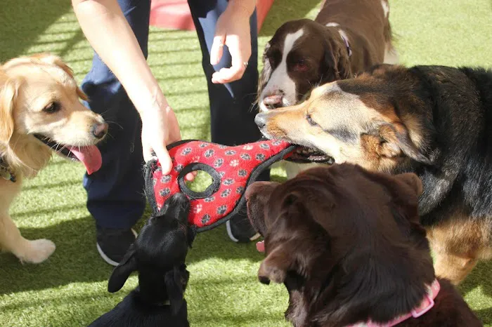 Conejo Valley Veterinary Hospital Picture 9