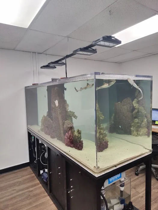 Aquatica Corals and Custom Aquariums Picture 3