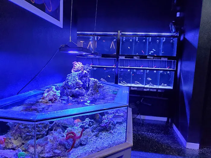 Aquatica Corals and Custom Aquariums Picture 4