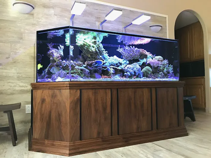 Aquatica Corals and Custom Aquariums Picture 1