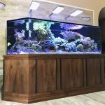 Aquatica Corals and Custom Aquariums