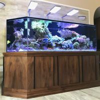 Aquatica Corals and Custom Aquariums ico
